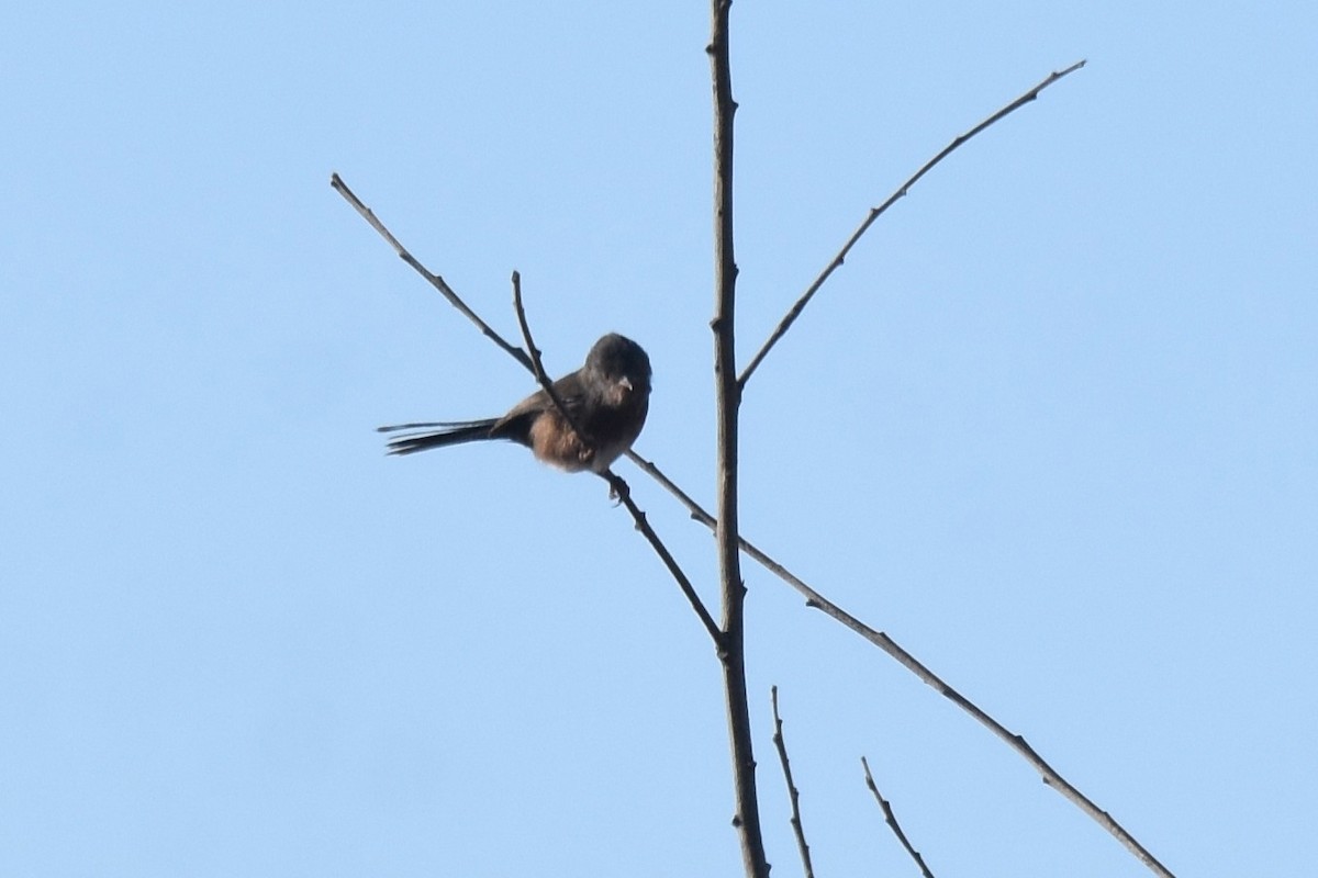 vinsanger - ML646364208