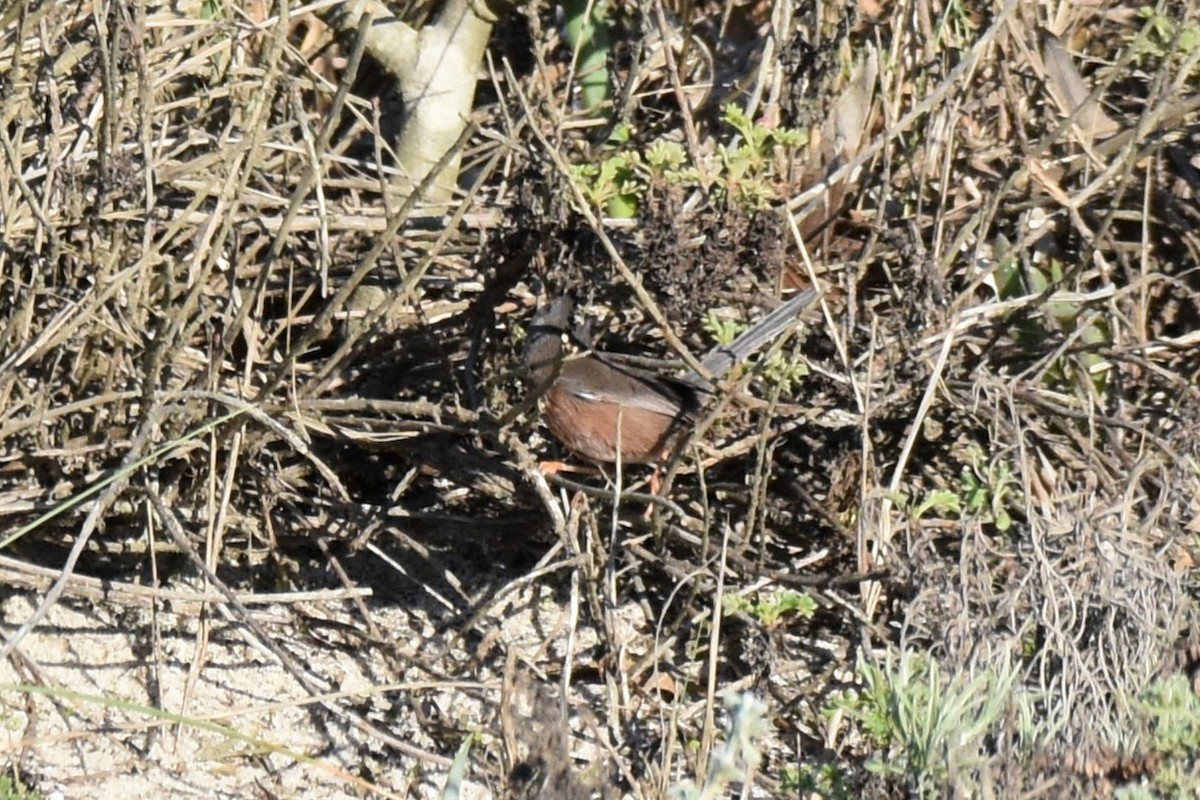 vinsanger - ML646364210