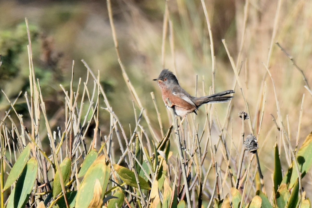 vinsanger - ML646364211