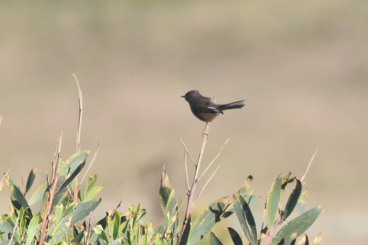 vinsanger - ML646364212