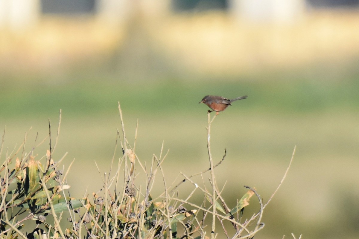 vinsanger - ML646364213