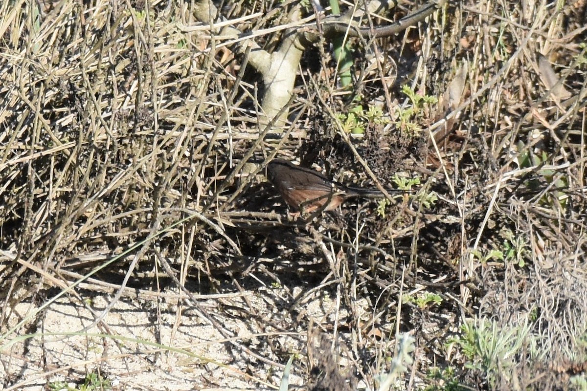 vinsanger - ML646364214