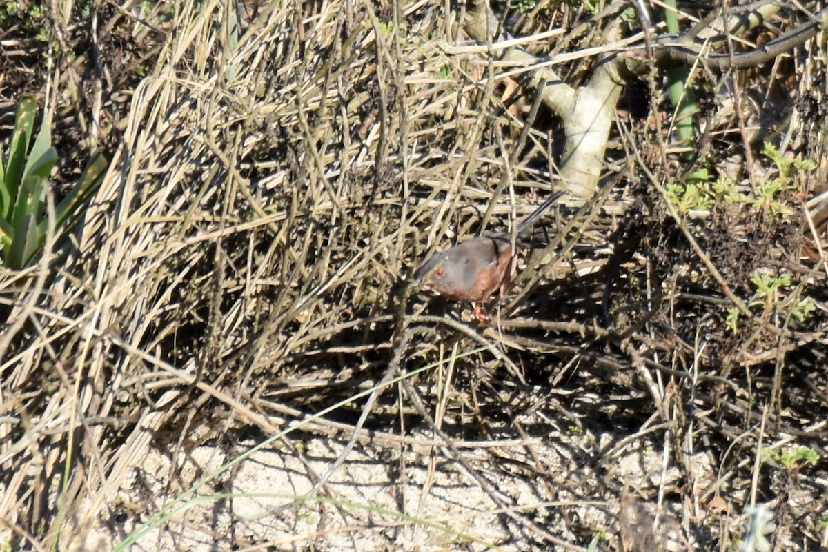 vinsanger - ML646364215