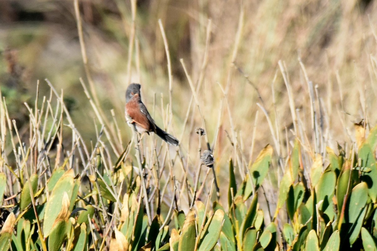 vinsanger - ML646364216