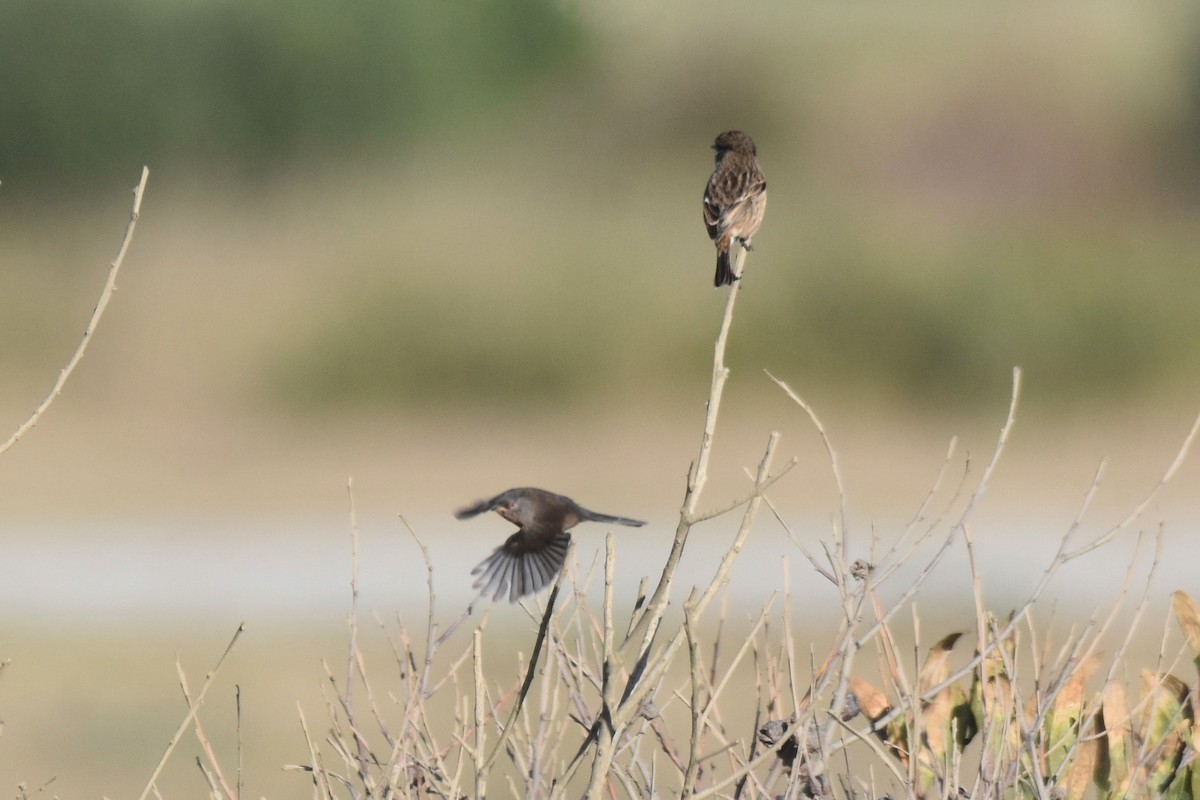 vinsanger - ML646364217