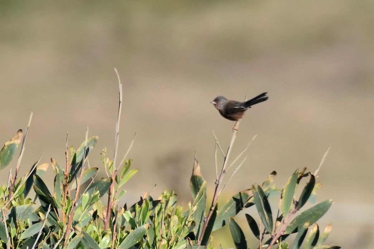 vinsanger - ML646364218