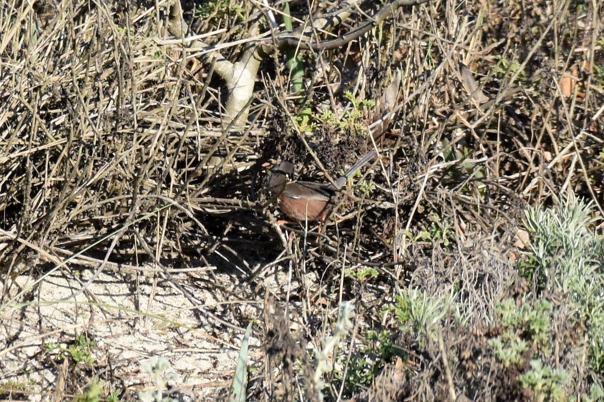 vinsanger - ML646364219