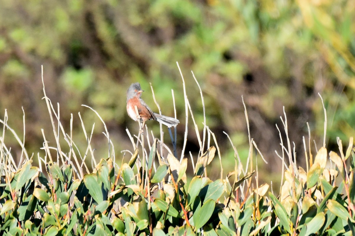 vinsanger - ML646364220