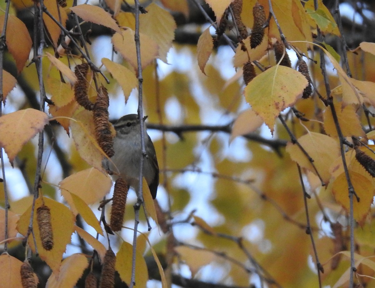 Yellow-browed Warbler - ML646364221