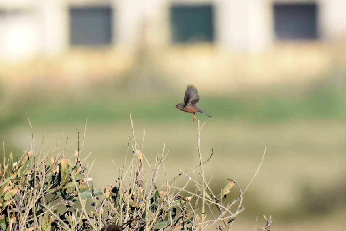 vinsanger - ML646364222