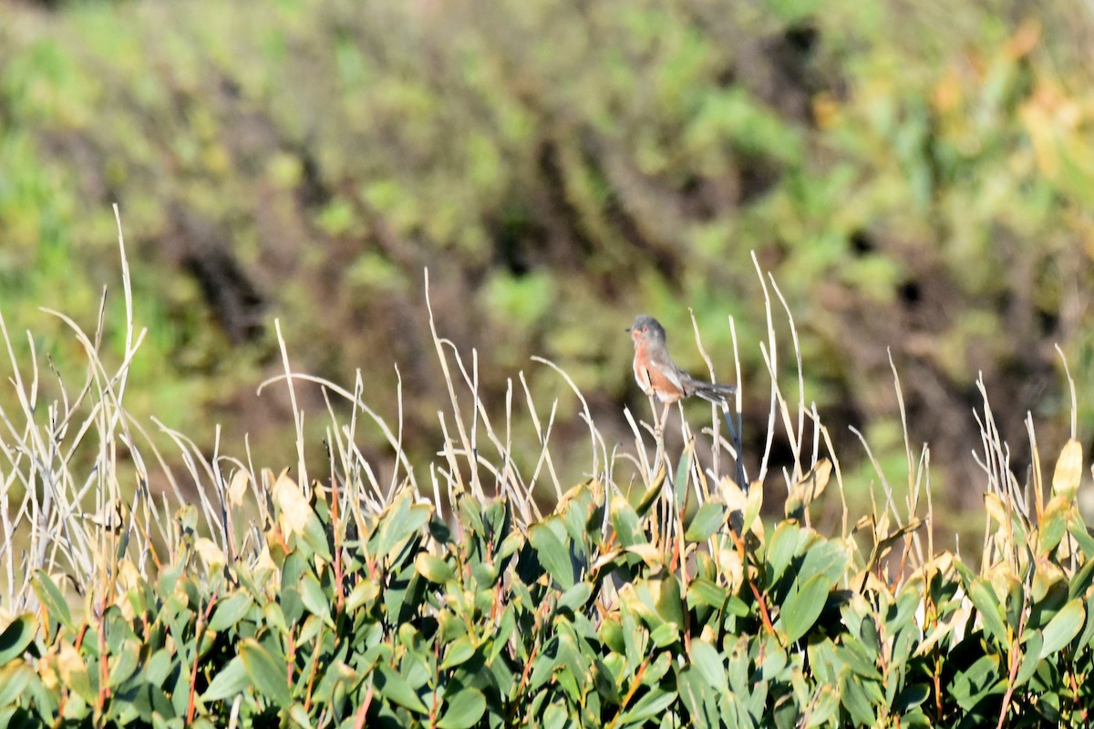 vinsanger - ML646364223