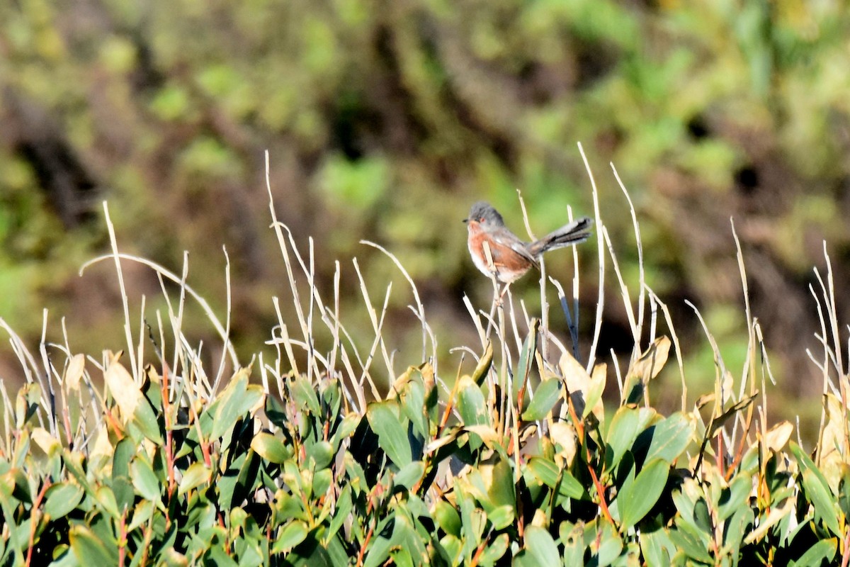 vinsanger - ML646364224