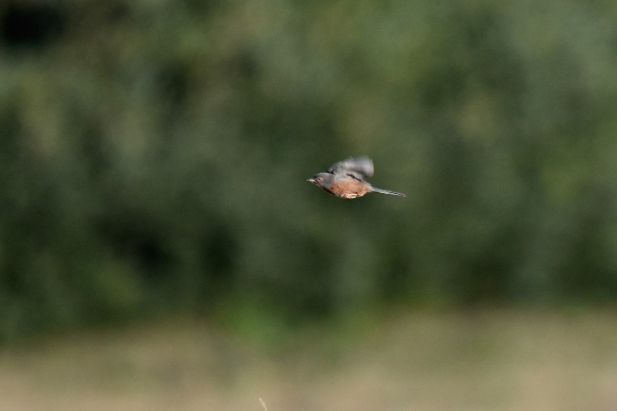 vinsanger - ML646364225