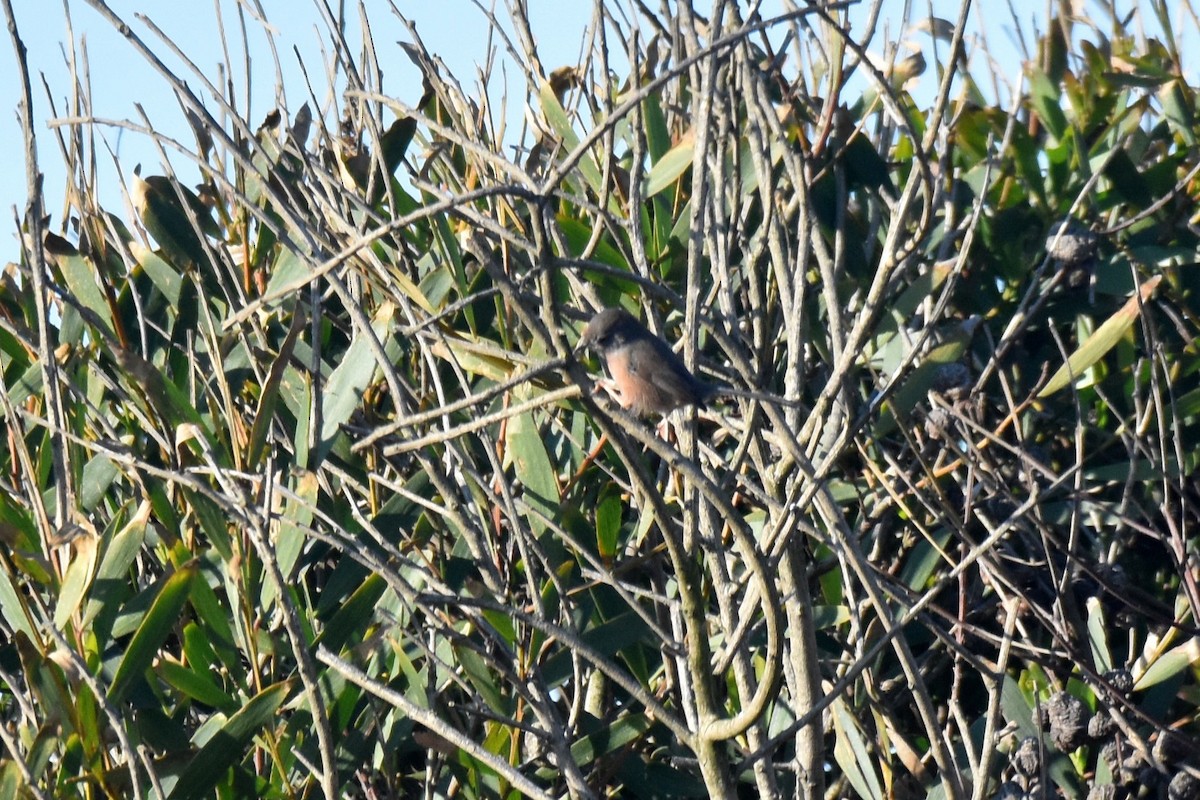 vinsanger - ML646364227