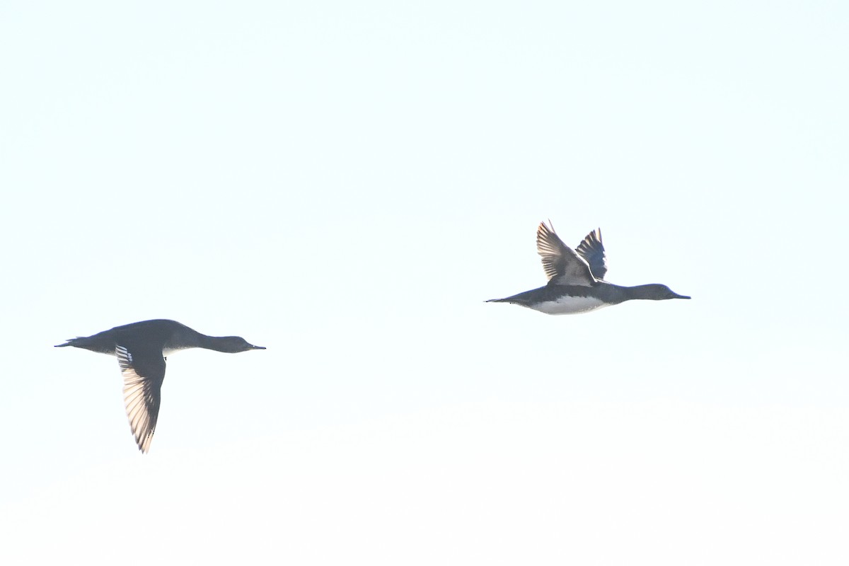 Hooded Merganser - ML646364228