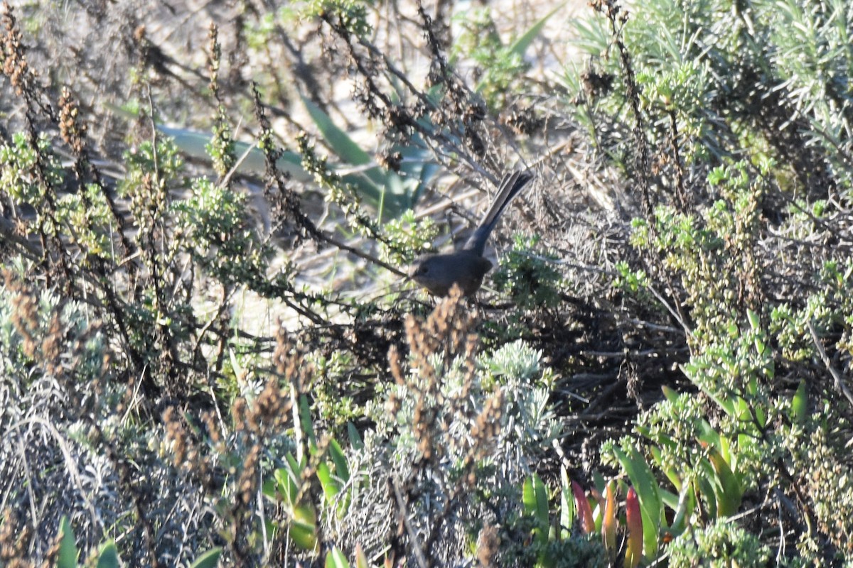 vinsanger - ML646364229