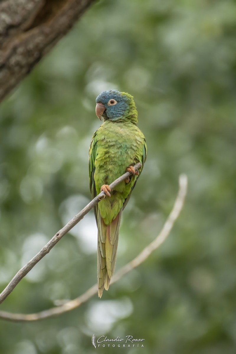 Blue-crowned Parakeet - ML646364230