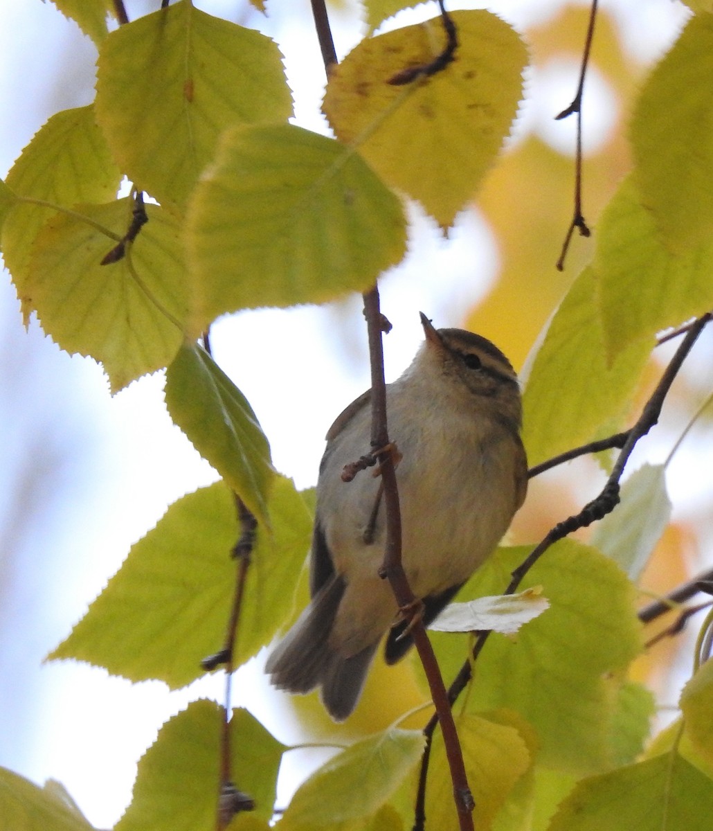 Yellow-browed Warbler - ML646364232