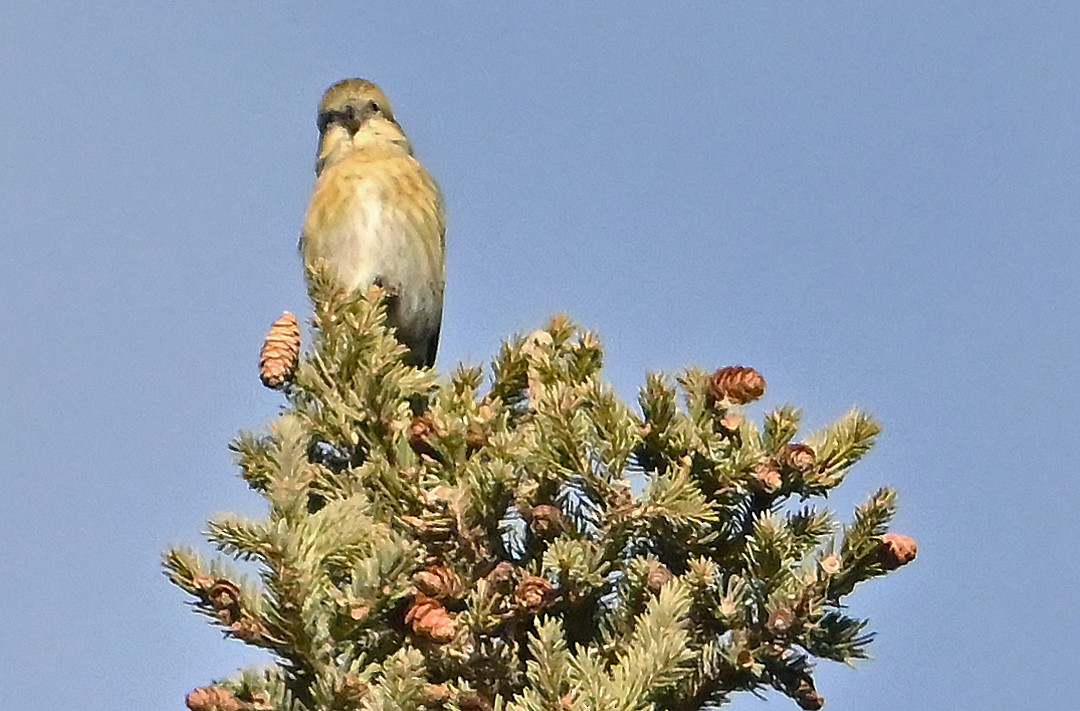 Ak Kanatlı Çaprazgaga - ML646364233