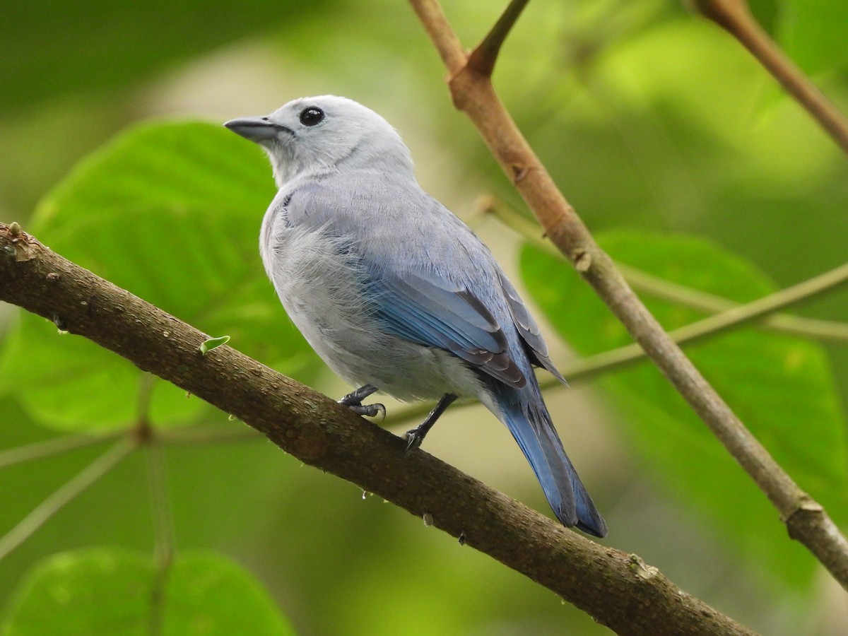 Blue-gray Tanager - ML646364234