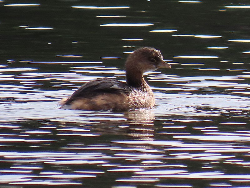 Pied-billed Grebe - ML646364235