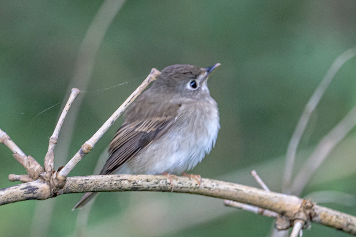 Brown-breasted Flycatcher - ML646364237