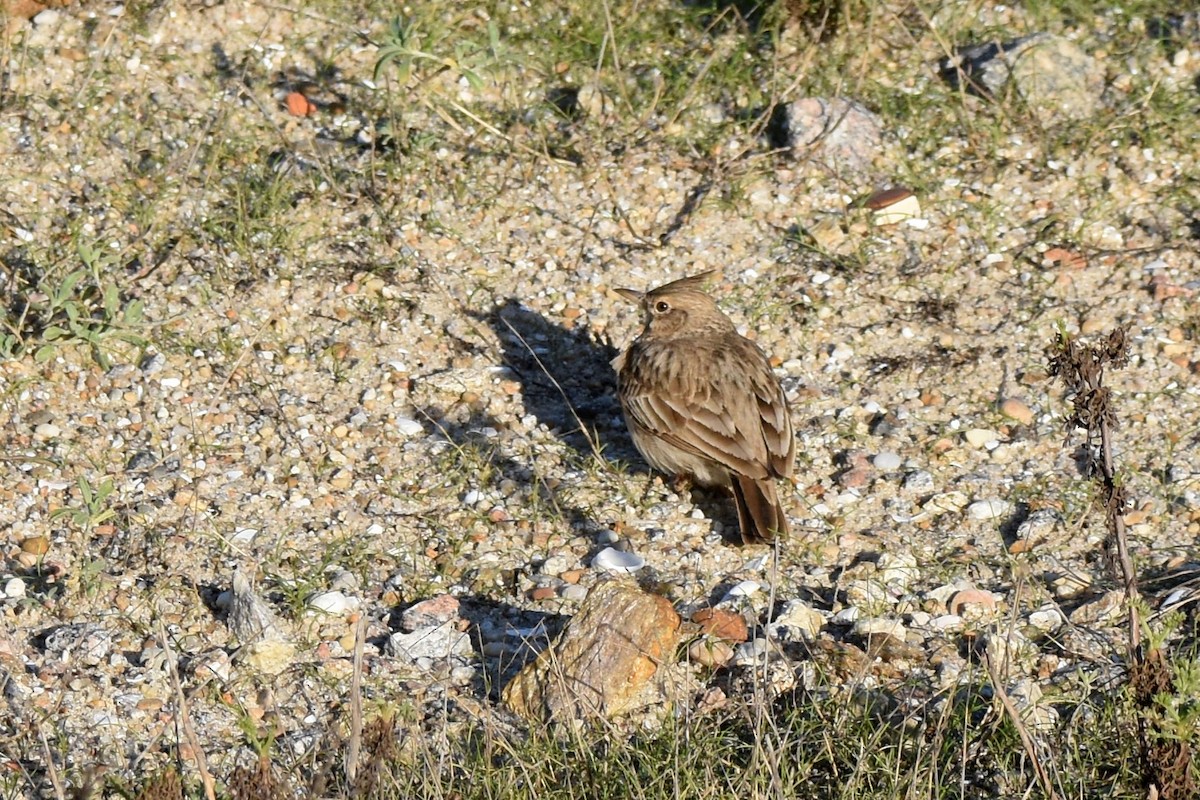 topplerke - ML646364238