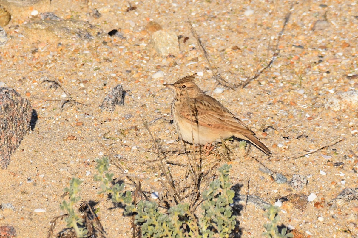 topplerke - ML646364239