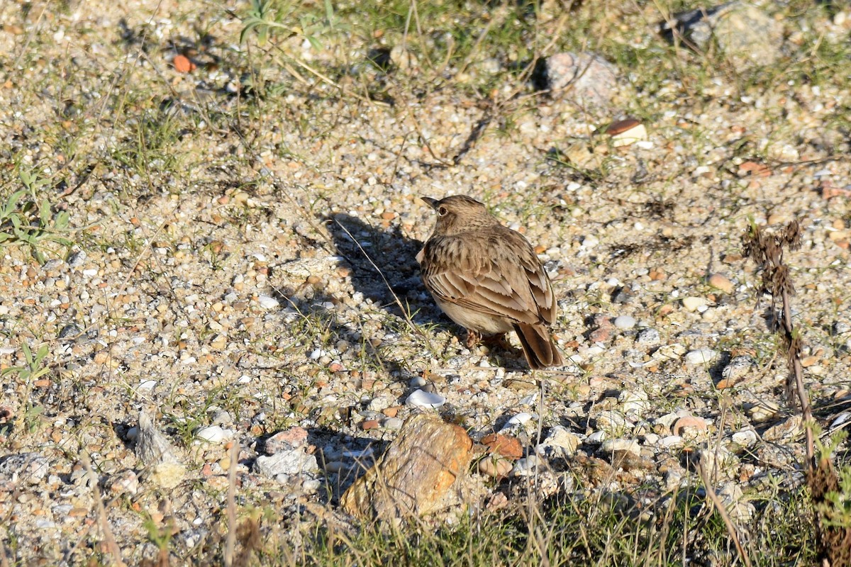 topplerke - ML646364240