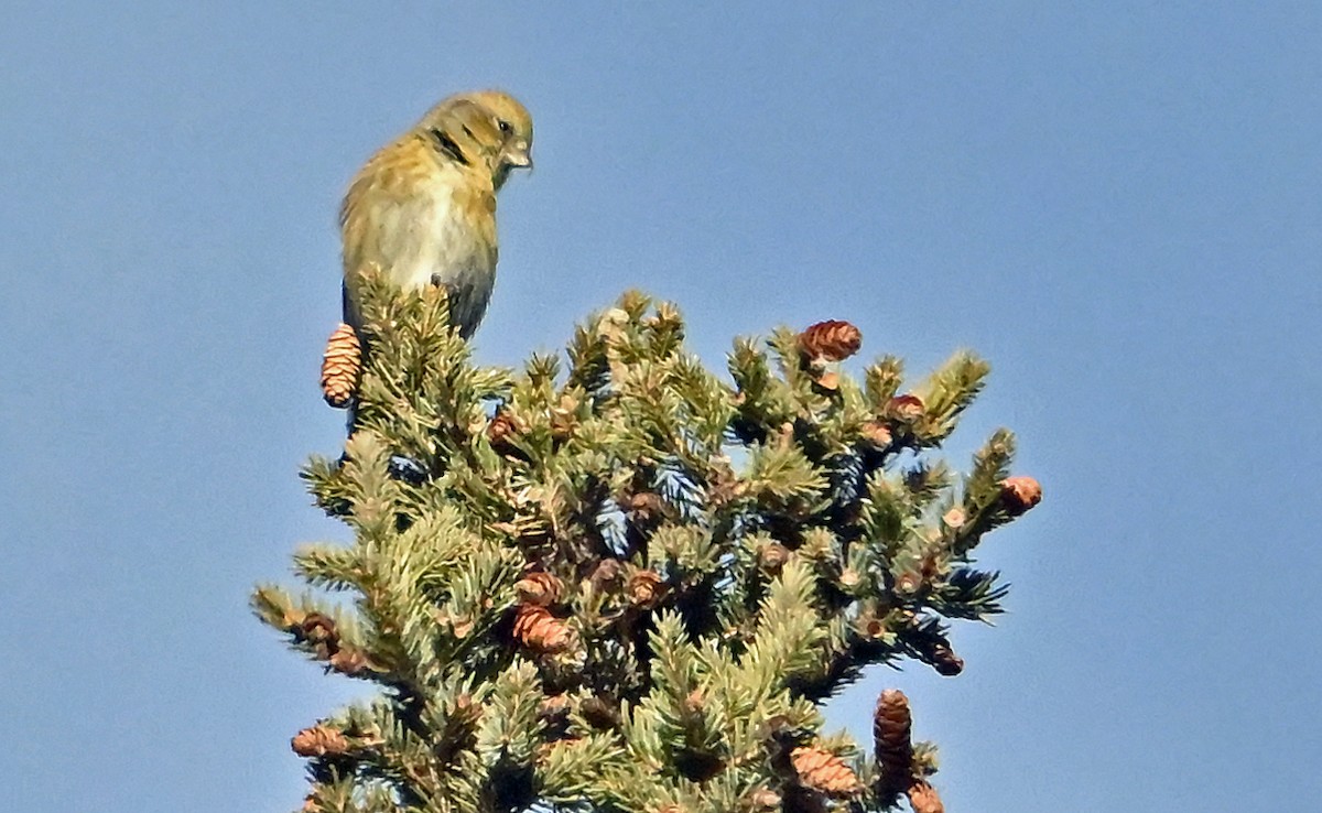 Ak Kanatlı Çaprazgaga - ML646364241