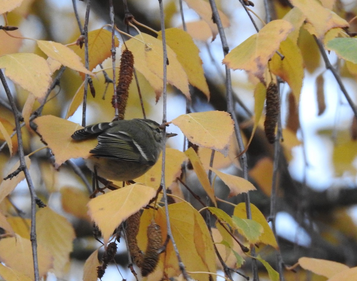 Yellow-browed Warbler - ML646364242