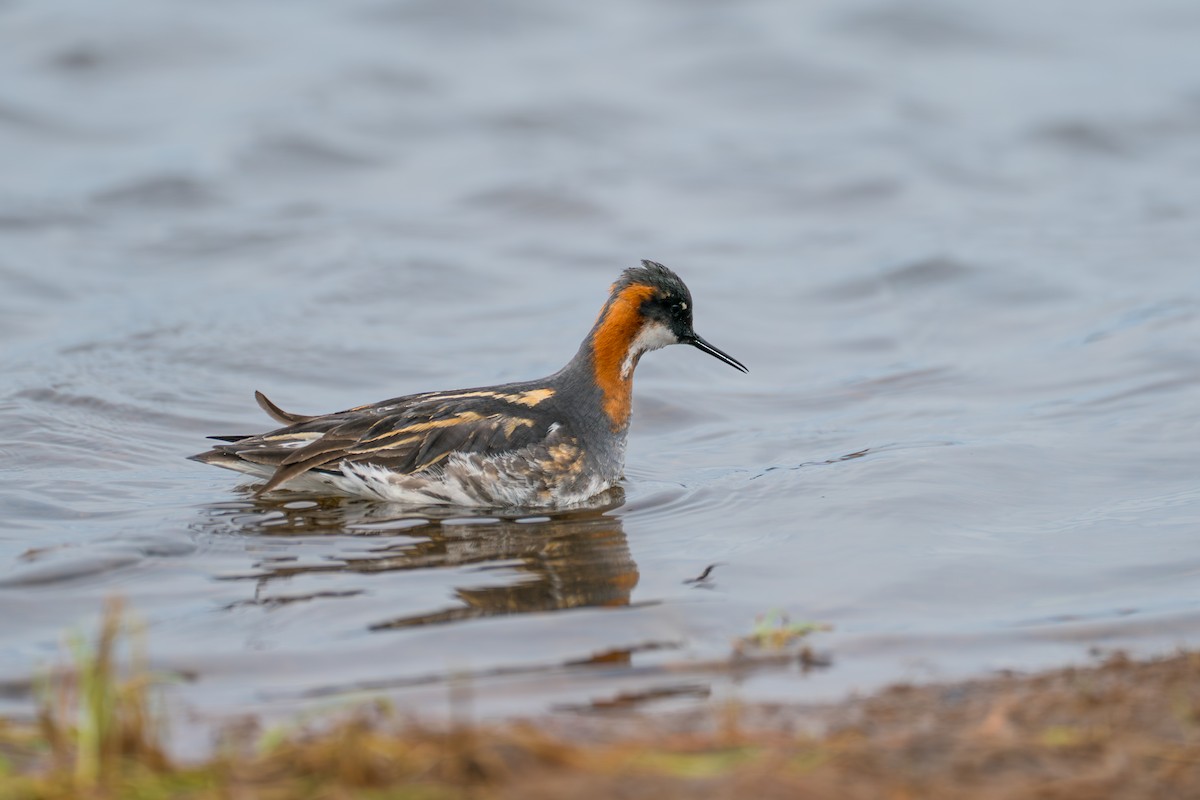 Плавунець круглодзьобий - ML646364244