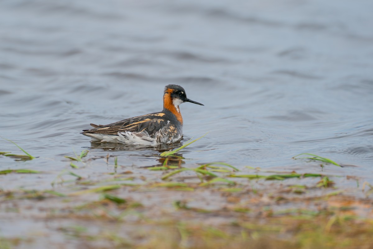 Плавунець круглодзьобий - ML646364245