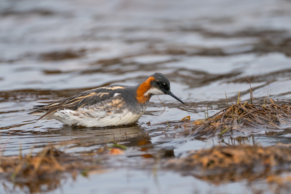Плавунець круглодзьобий - ML646364246