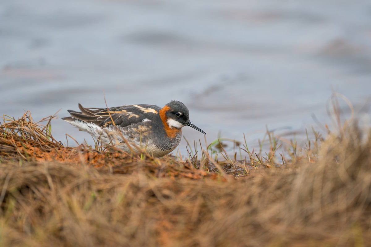 Плавунець круглодзьобий - ML646364247