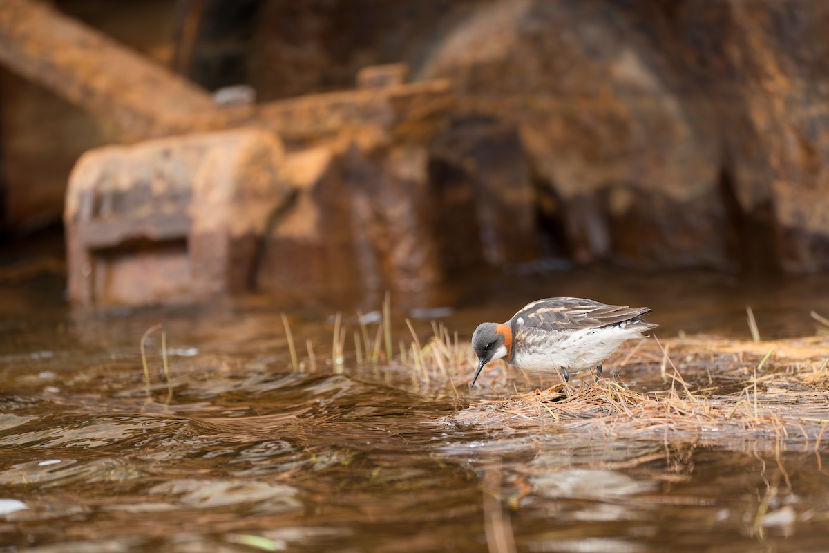 Плавунець круглодзьобий - ML646364248