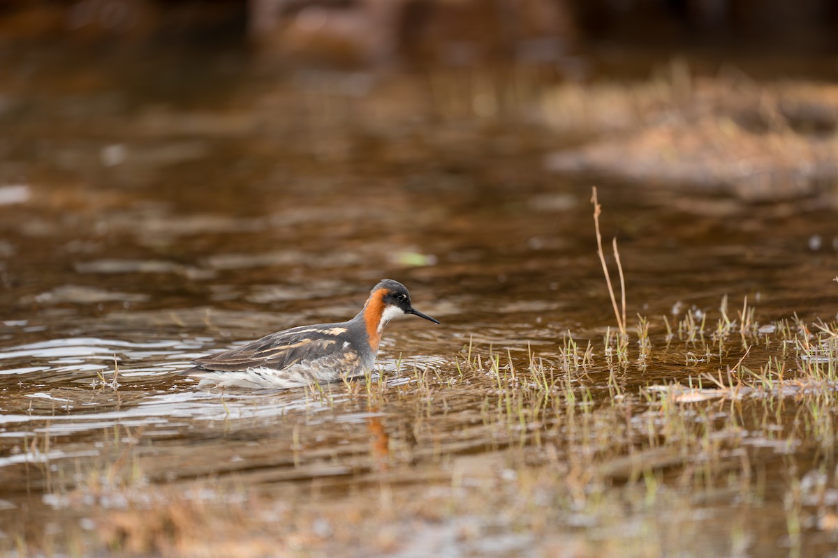 Плавунець круглодзьобий - ML646364249