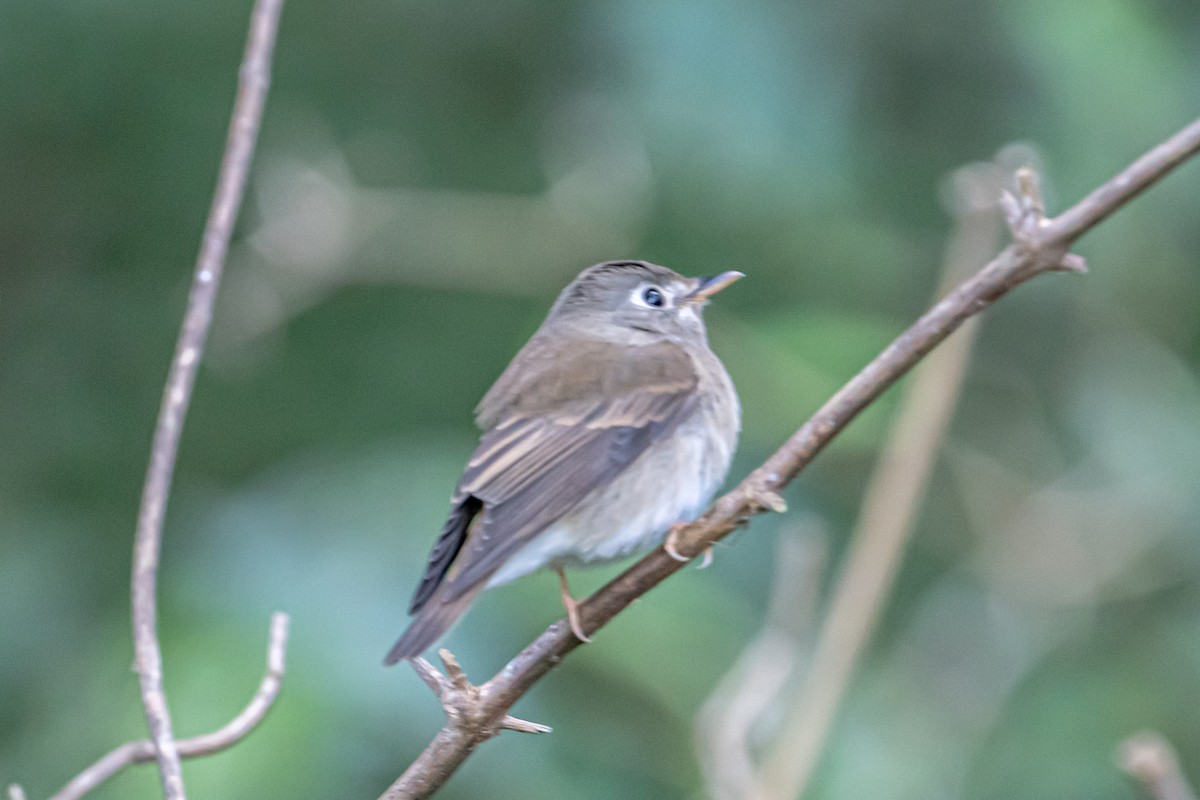 Brown-breasted Flycatcher - ML646364250