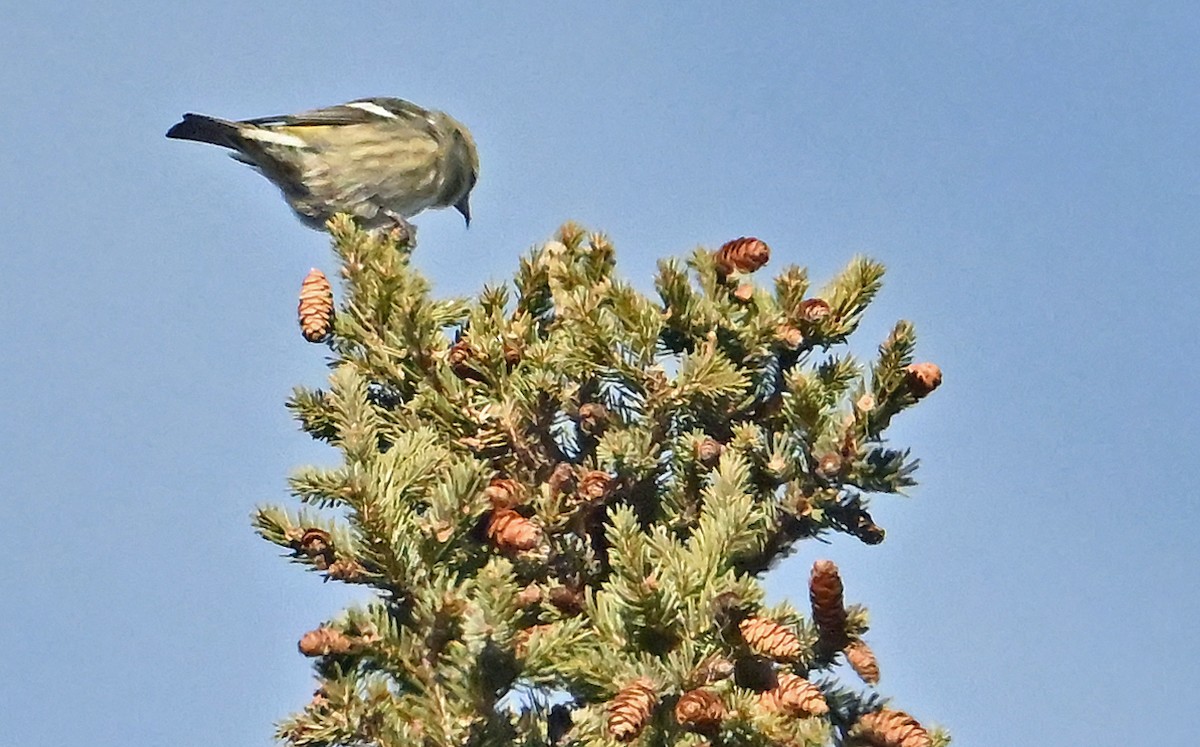 Ak Kanatlı Çaprazgaga - ML646364251