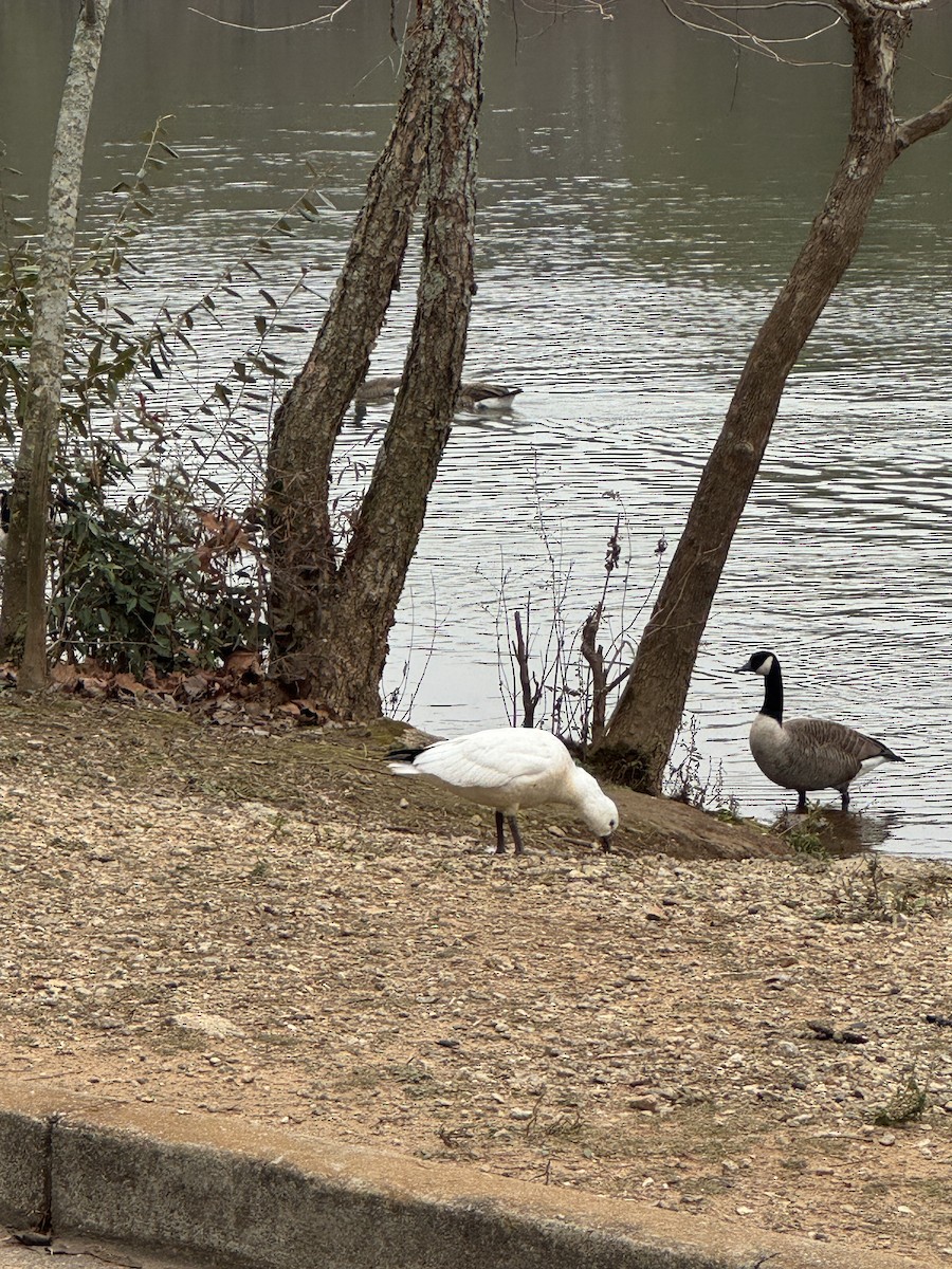 Ross's Goose - ML646364254