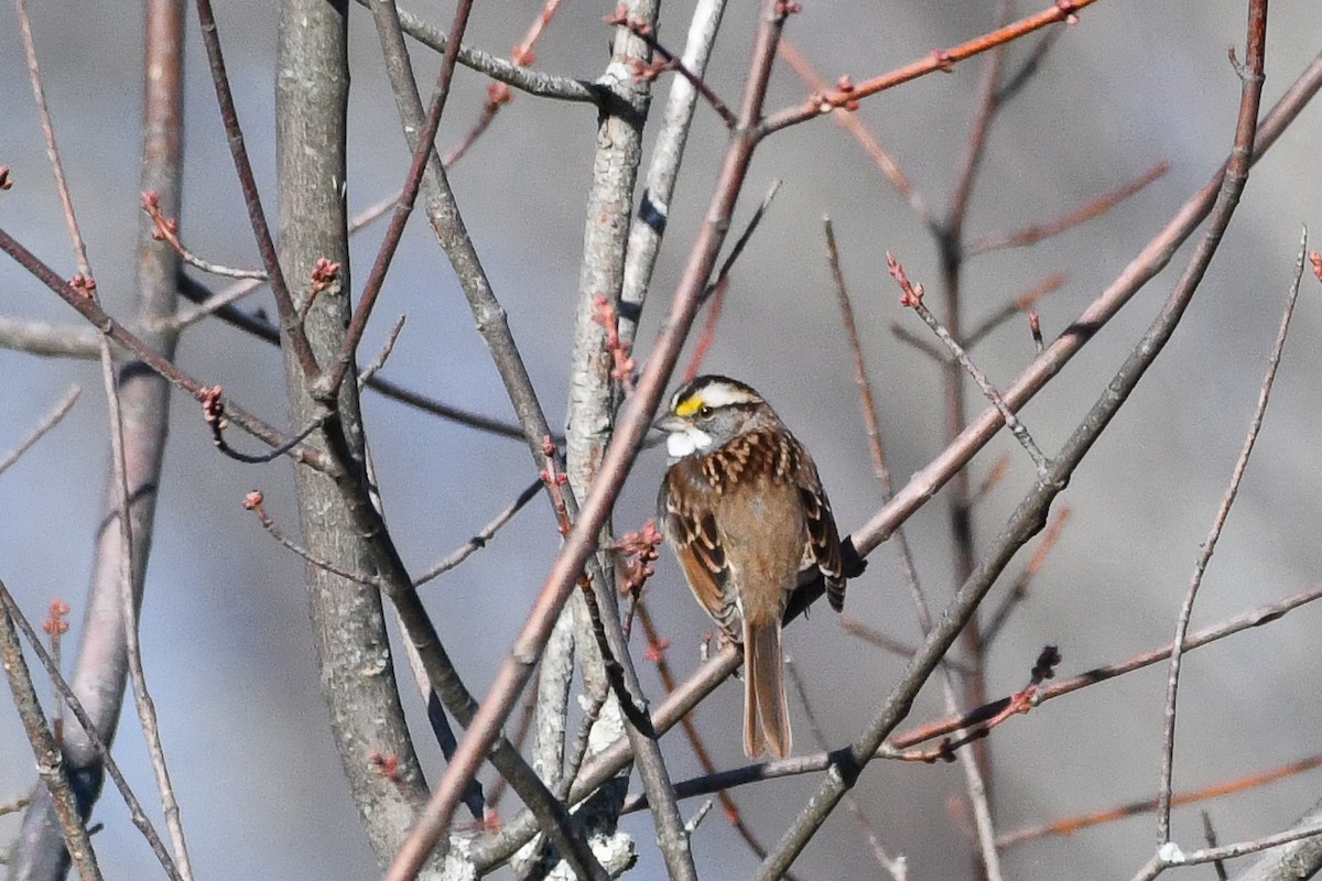 White-throated Sparrow - ML646364255