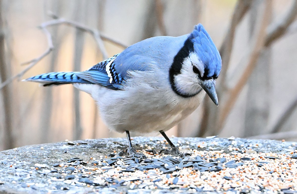 Geai bleu - ML646364256