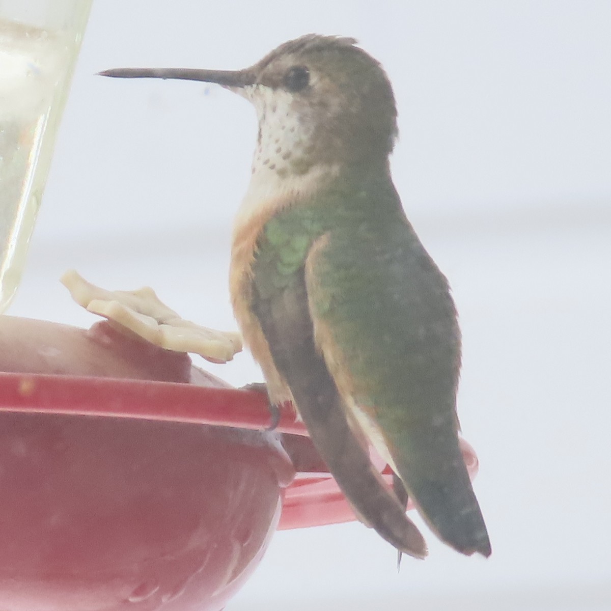 Rufous Hummingbird - ML646364257