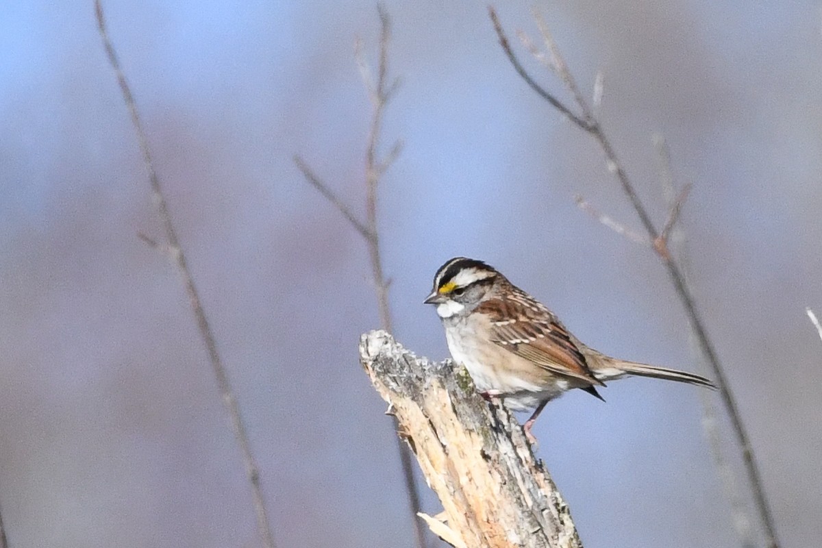 White-throated Sparrow - ML646364258