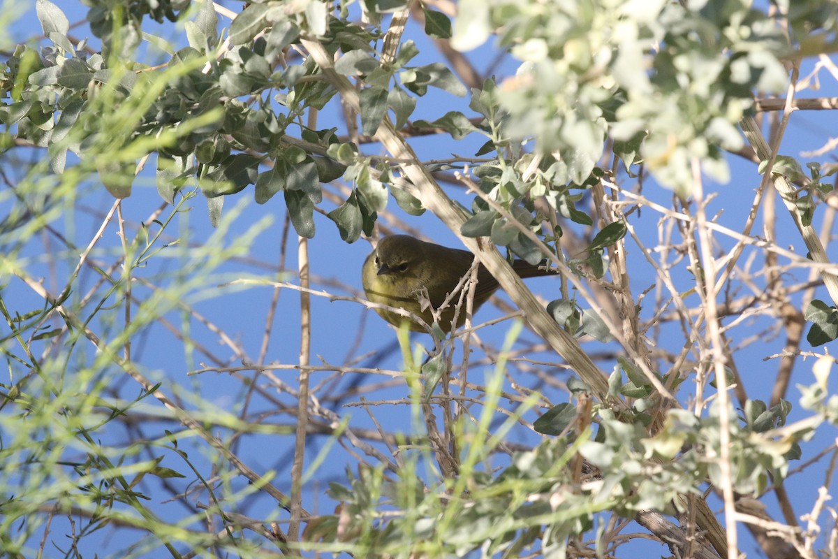 サメズアカアメリカムシクイ - ML646364260