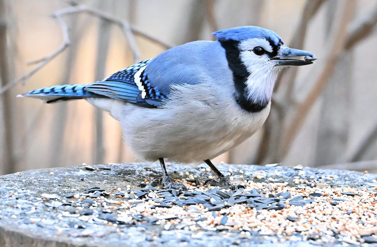 Geai bleu - ML646364261