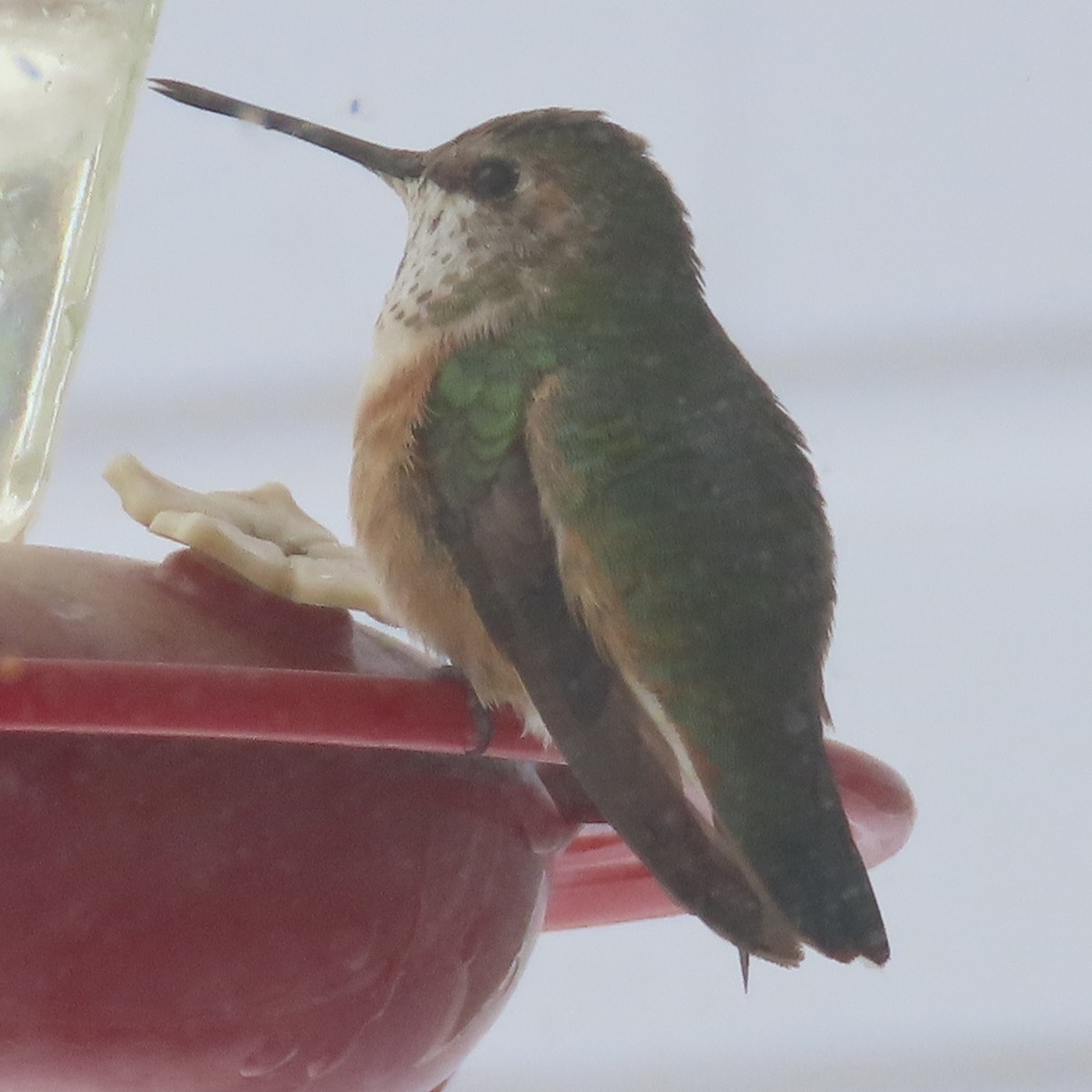 Rufous Hummingbird - ML646364262