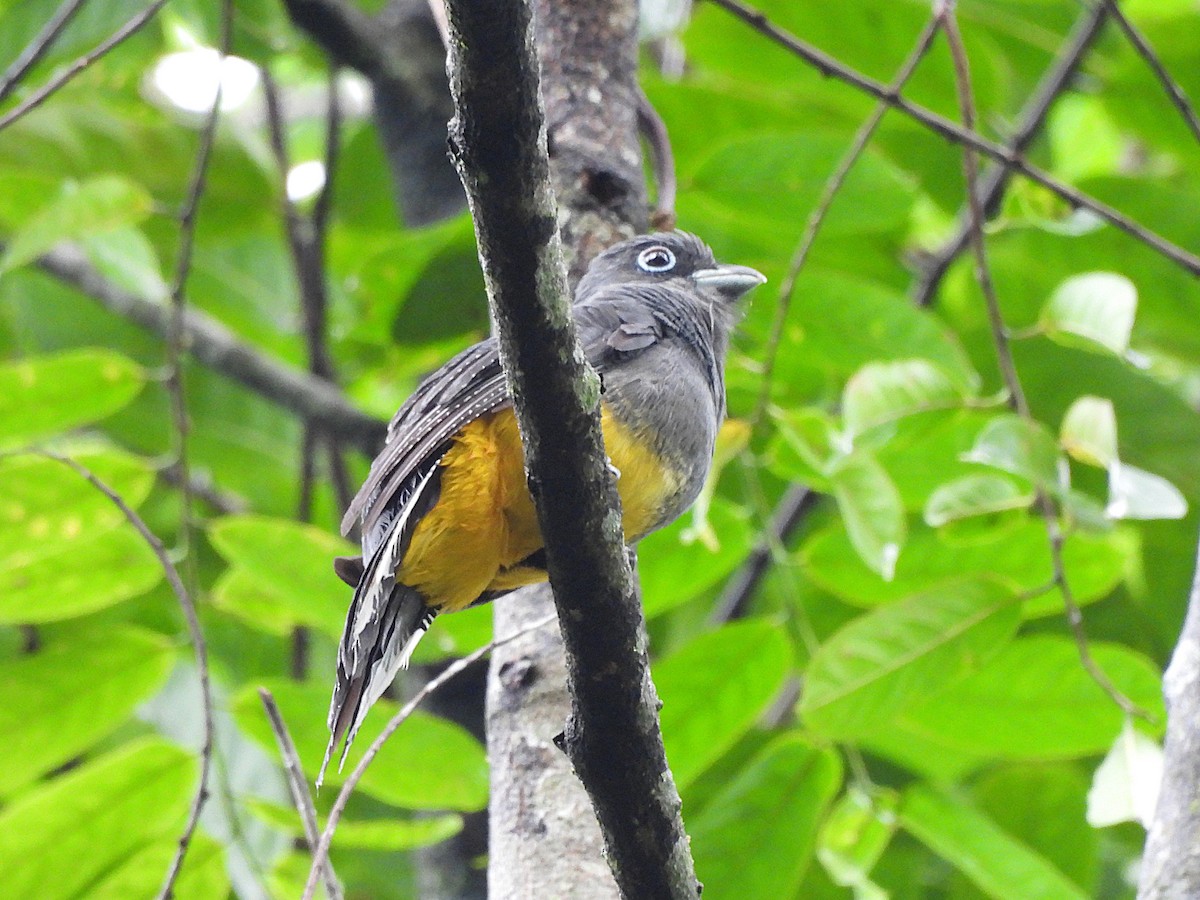 White-tailed Trogon - ML646364268