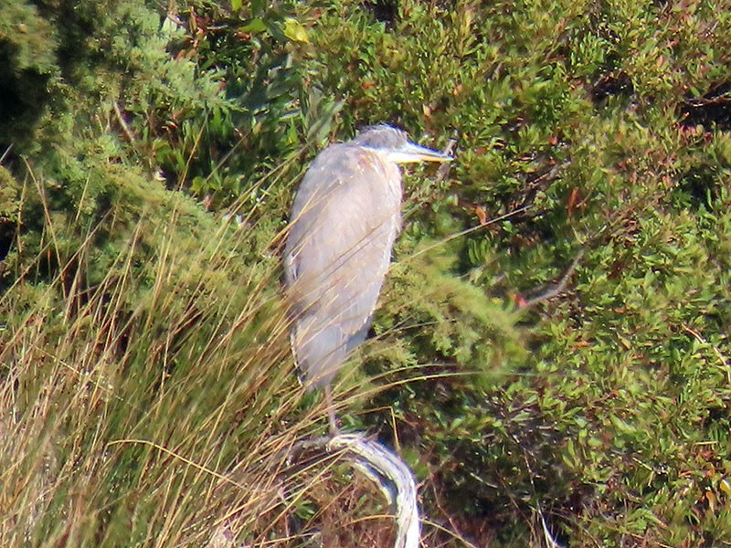Great Blue Heron (Great Blue) - ML646364271