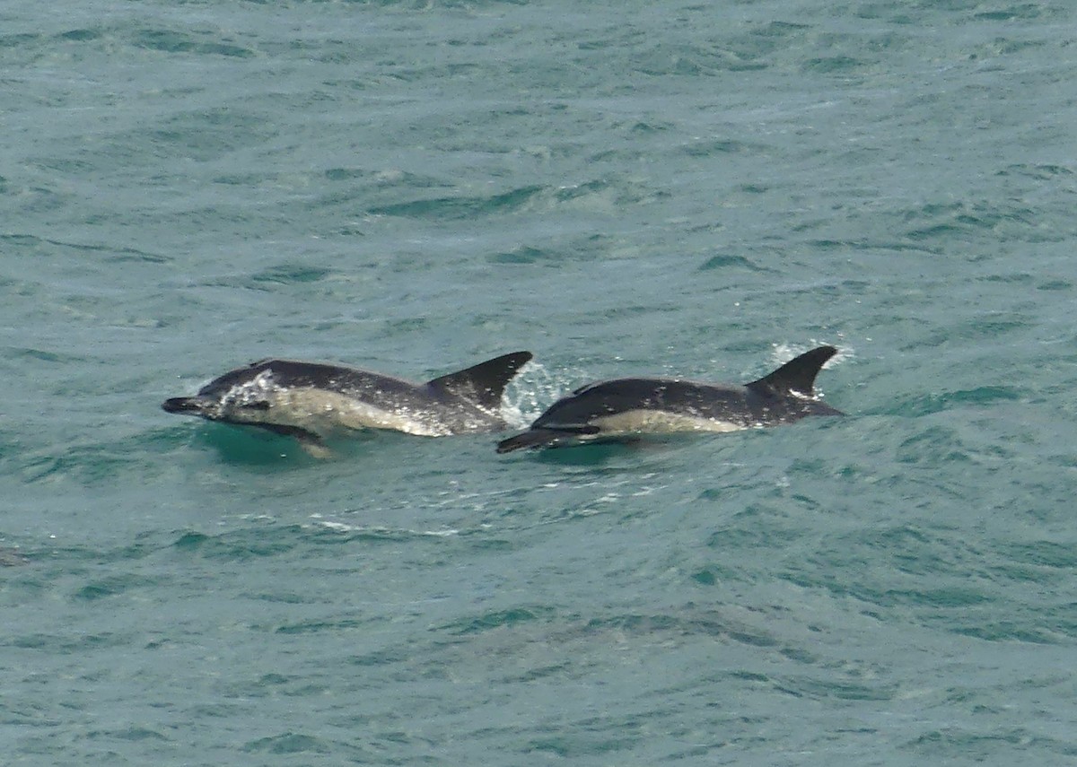 真海豚 - ML646364278